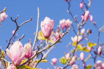 White and Pink Magnolia Blossoms against a Light Blue Sky