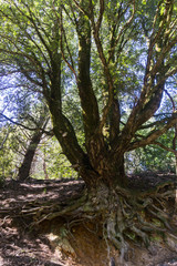 Fototapeta premium Live oak tree exposed roots holding out the trail erosion, California