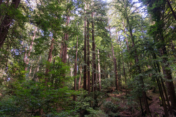 Redwood trees (Sequoia sempervirens) forest, California