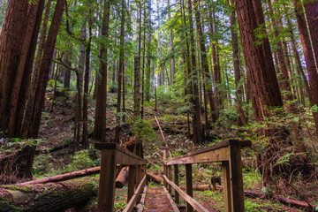 Redwood trees (Sequoia sempervirens) forest, California