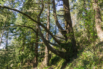 Obraz premium Large and twisted pine tree, California