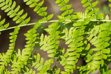 Close up of Lady fern (Athyrium filix-femina), California