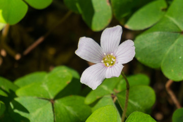 Close up of Redwood sorrel (Oxalis oregana), California