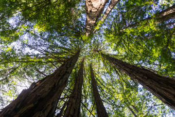 Redwood forest, California