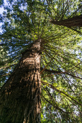 Large redwood tree on a sunny day; view from below, California