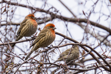 House Finches (Haemorhous mexicanus) on a birch tree branch, California