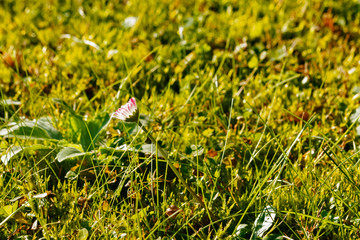 Daisy in the grass