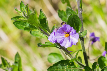 Close up of Purple nightshade (Solanum xanti) flower, California