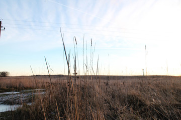 grass in the wind