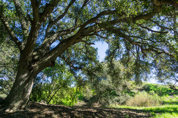 Large oak tree providing shade, Santa Teresa County Park, San Jose, California