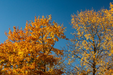 two colorful tall trees with orange and yellow leaves in the fall with a beautiful clear blue sky