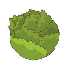 fresh vegetables cartoon
