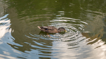 Ducks in Central Park