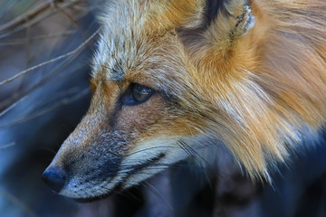 Fototapeta premium Fuchs Nahaufnahme Porträt