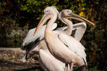 Two pink pelicans