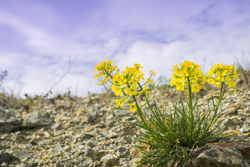 Erysimum franciscanum, commonly known as the Franciscan wallflower or San Francisco wallflower, endemic to California; classified as at risk (vulnerable); has a limited, discontinuous distribution