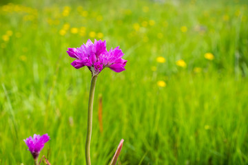 Jeweled Onion (Allium serra) wildflower, south San Francisco bay, San Jose, California