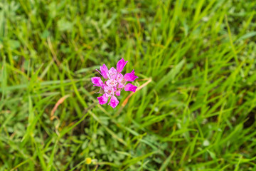 Jeweled Onion (Allium serra) wildflower, south San Francisco bay, San Jose, California