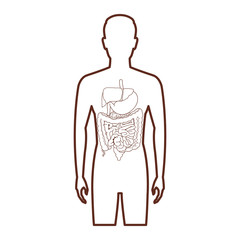 anatomy human organ cartoon