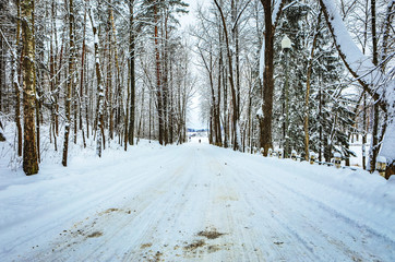Obraz premium Snow covered winter forest landscape.