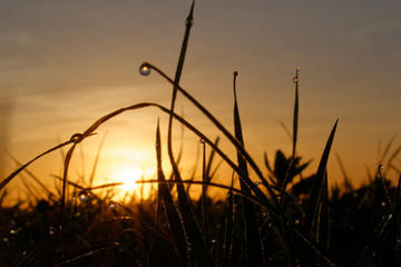 An amazing sunrise with waterdrops on grass