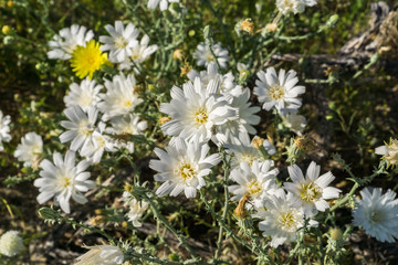 Obraz premium Image of Rafinesquia neomexicana wildflowers, also known as Desert Chicory, Plumeseed or New Mexico Plumeseed; Anza Borrego Desert State Park, California