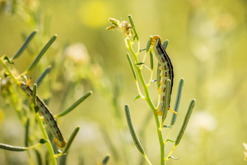 White-lined Sphinx moth (Hyles lineata) caterpillars feeding, Anza Borrego Desert State Park, San Diego county, California