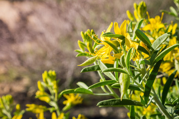 Peritoma arborea (known as bladderpod, burrofat and California cleome) blooming in Joshua Tree National Park, California