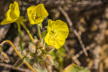 Yellow cups (Chylismia brevipes) blooming in Joshua Tree National Park, California