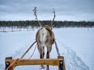 Rear view of a reindeer sledding on snow covered landscape in forest © 2Design
