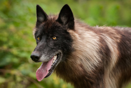 Black Phase Grey Wolf (Canis lupus) Open Mouth Facing Left Summer