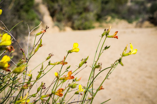Afids on Strigose lotus (Acmispon strigosus) flowers in Joshua Tree National Park, California