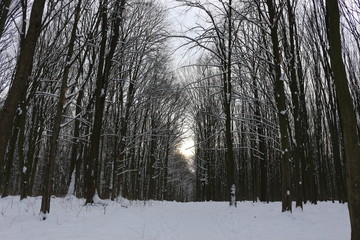 Winter snow-covered forest strikes with its beauty and silence