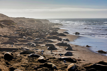 Elephant Seals on Beach