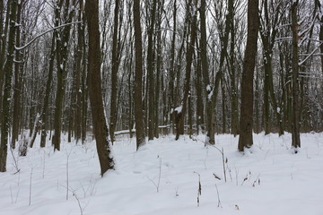  Winter snow-covered forest strikes with its beauty and silence