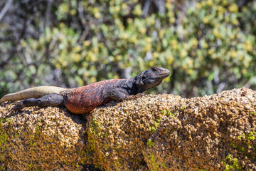 Common Chuckwalla (Sauromalus ater) adult male lounging on a rock, Joshua Tree National Park, California