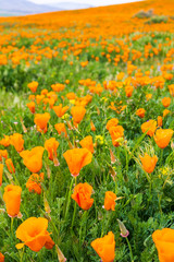Fields of California Poppy (Eschscholzia californica) during peak blooming time, Antelope Valley California Poppy Reserve