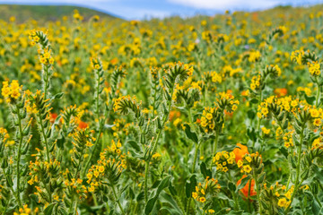Fiddleneck (Amsinckia tesselata) wildflowers blooming on the hills, California