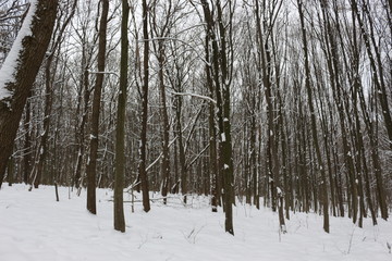  Winter snow-covered forest strikes with its beauty and silence