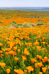 Fields of California Poppy (Eschscholzia californica) during peak blooming time, Antelope Valley California Poppy Reserve