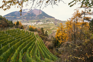 Vineyard, autumn forest and mountains in Trento