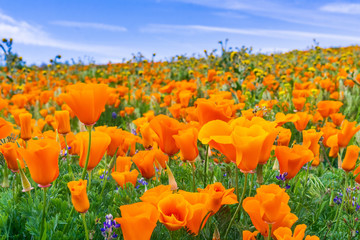Close up of California Poppies (Eschscholzia californica) during peak blooming time, Antelope...