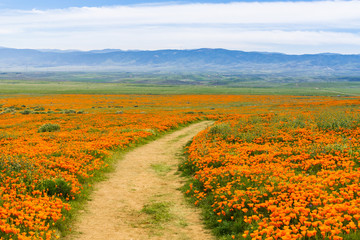 Trail on the hills of Antelope Valley California Poppy Reserve during blooming time