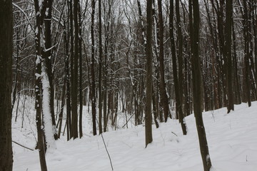  Winter snow-covered forest strikes with its beauty and silence