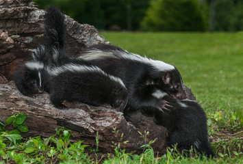 Striped Skunk (Mephitis mephitis) Doe Grabs at Kit Summer