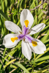 African White Iris flower