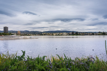 Fototapeta na wymiar Flowers on the shoreline of Lake Merritt on a cloudy day, Oakland, California
