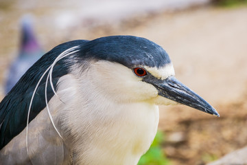 Close up of Black-crowned Night-Heron - Nycticorax, Lake Merritt, Oakland, California