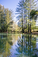 Fototapeta na wymiar Redwood trees reflected in a calm pond, San Francisco bay area, California