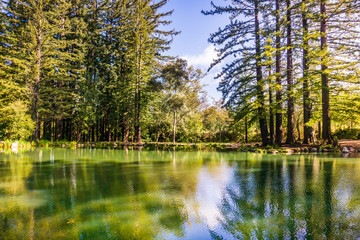 Redwood trees reflected in a calm pond, San Francisco bay area, California